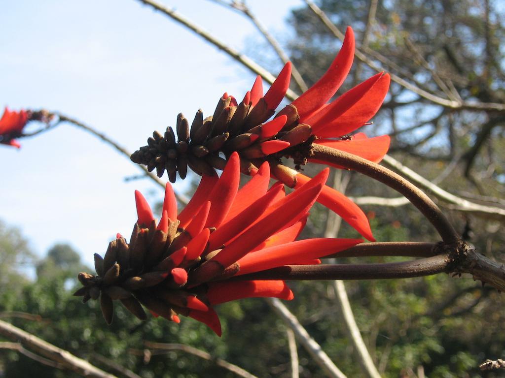 Coral Tree Colony Bed & Breakfast Southbroom Eksteriør bilde